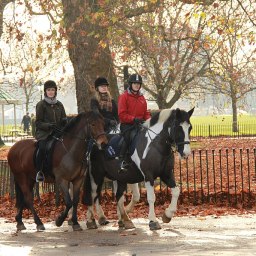 Hyde Park Stables: Equestrian Experiences in London